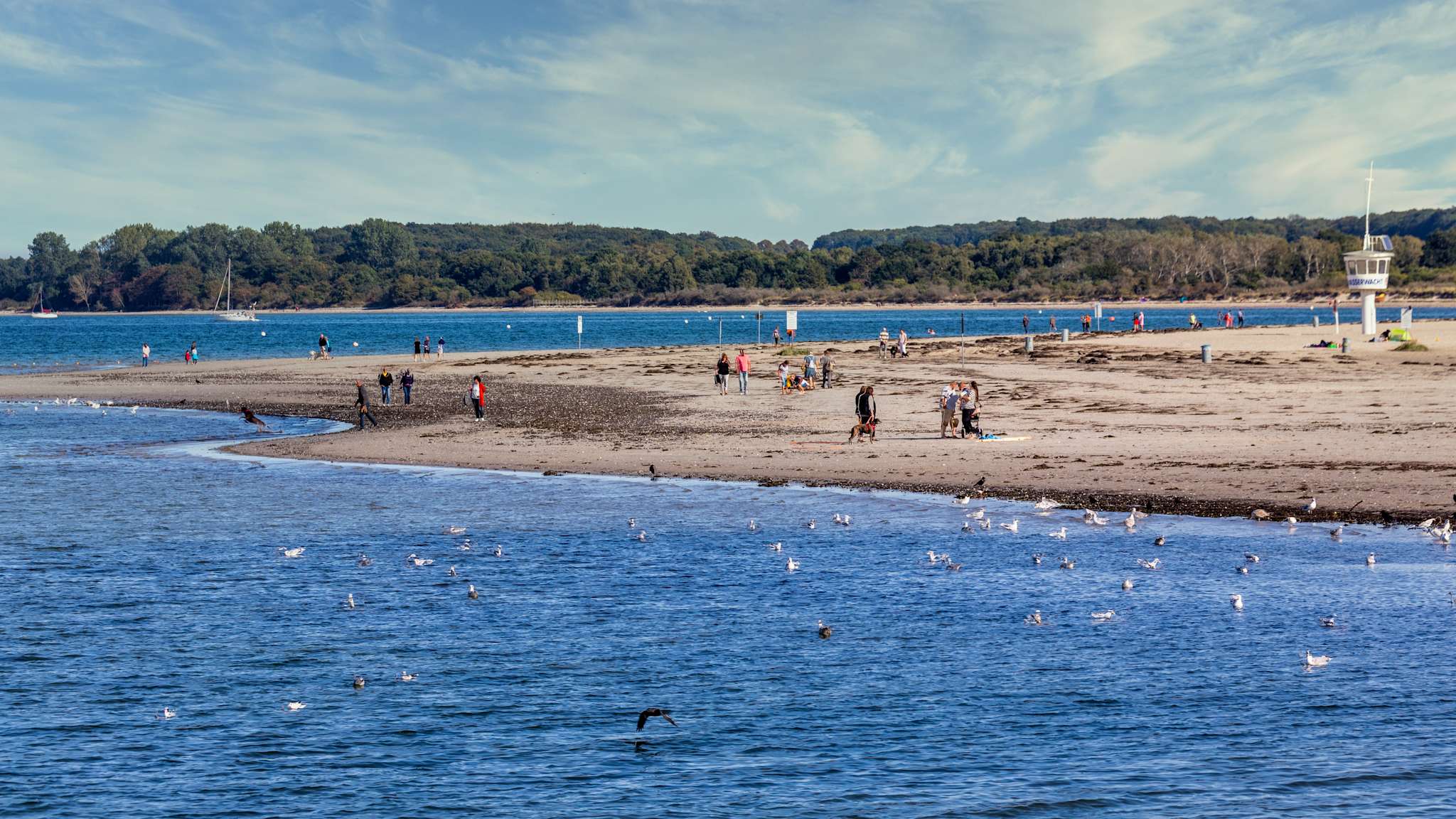 Ein Strand mit dunkle-blauem Wasser voller Möwen